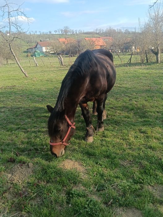 Vând sau schimb iapă  buna de lucru
