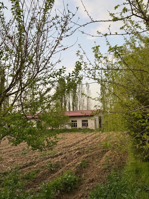 Yangiyolda 20 sotik ferma sotiladi hama sharoit bor