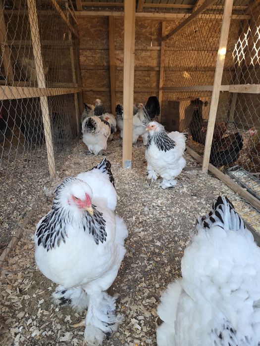 Oua incubat Brahma Hd, Wyandotte gsg