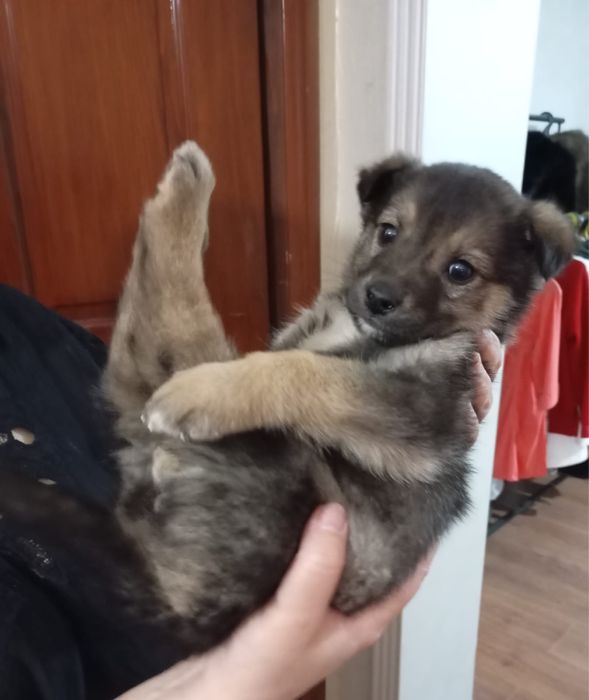 Щенок маленький - девочка