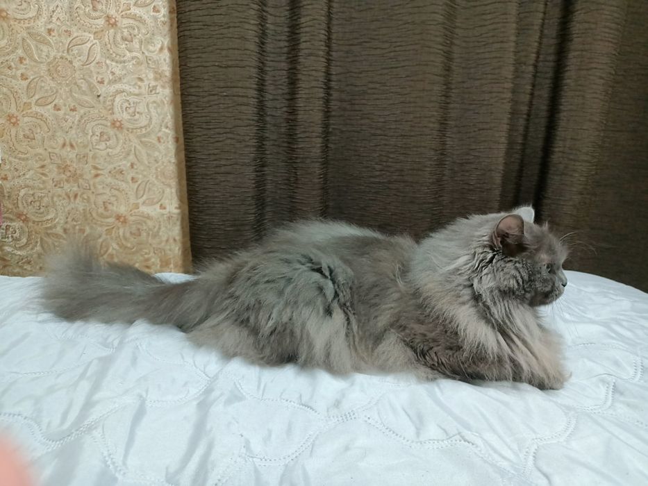 Молодая кошка продам)