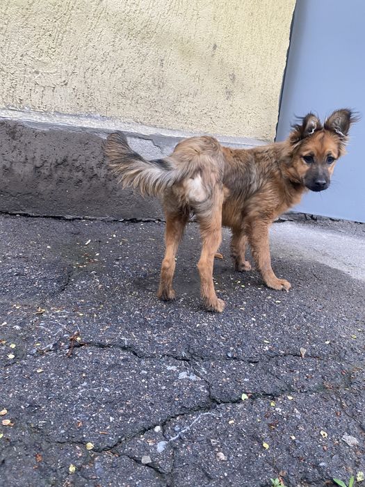 Щенок мальчик