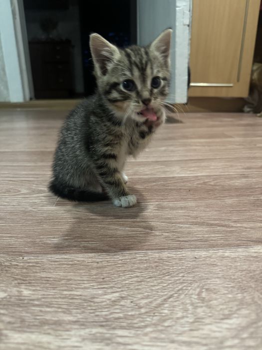 Продам шотландских котят