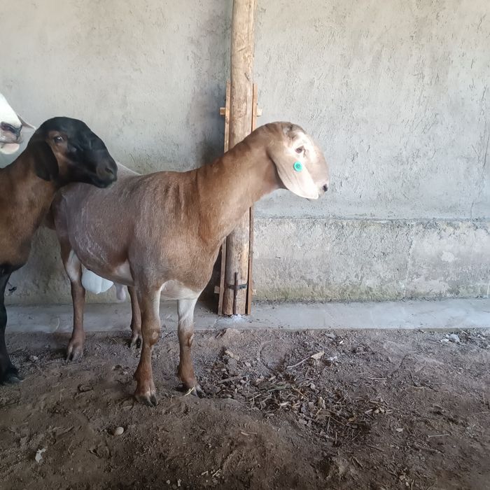 Урыктыкка токты-кошкарлар 5 бас