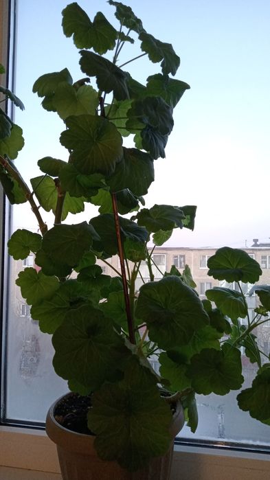 Герань цвет розовый.