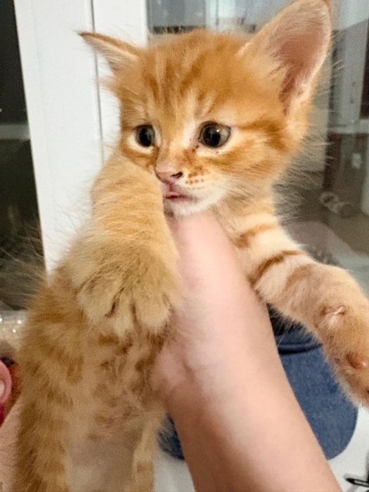 Актобе срочно отдам котенка 2 месяца