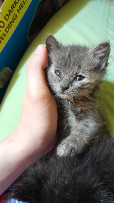 Отдам котят в добрые руки
