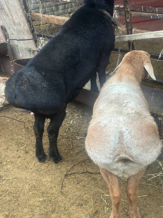 Qo‘y,Qo‘chqorlar va Buqa