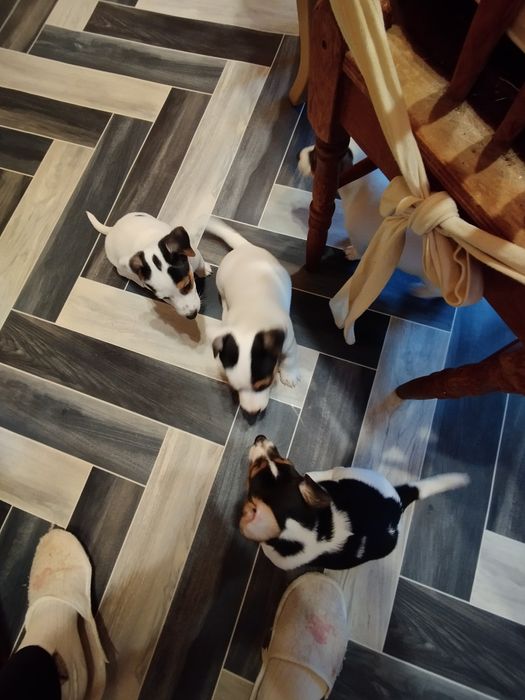 Джак Ръсел териер