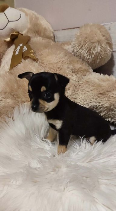 Мини пинчер , остана  момичето вече.