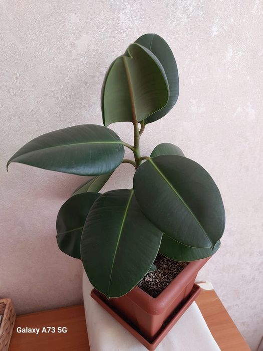 Продам фикус декоративный