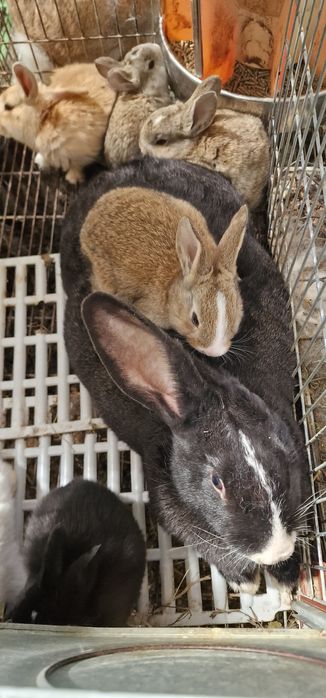 Iepuroaica si 7  pui Hycole si Panon