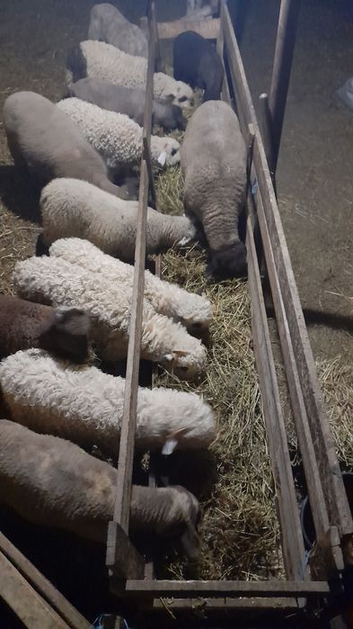 Miei între 18-40 kg