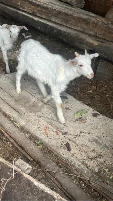 Зааненские козы 8 месячные