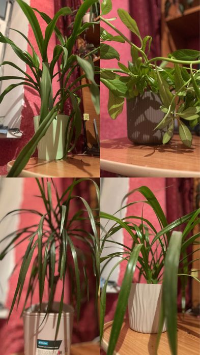 продам комнатные цветы