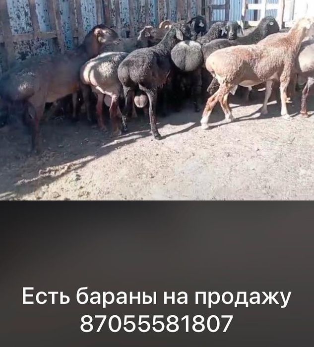 Есть бараны на продажу