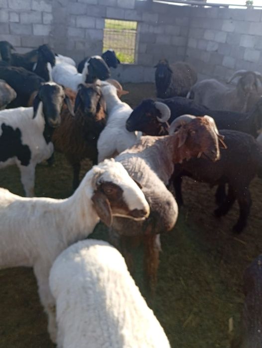 Кучкорла сотилади