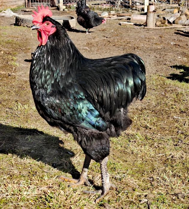 Pui sussex hd si jersey gigant