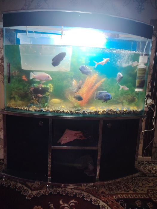 Аквариум сотилади барча жихозлари ва баликлари бн
