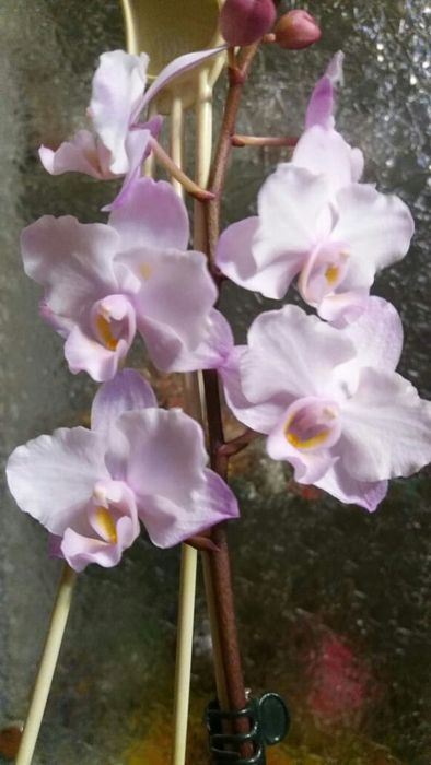 Орхидеи продажа цветов ( детки)