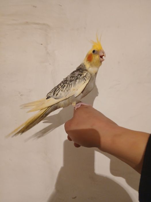 Продам попугаи корелла