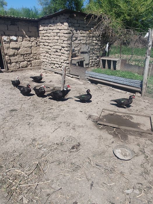 Продам взрослых индоуток