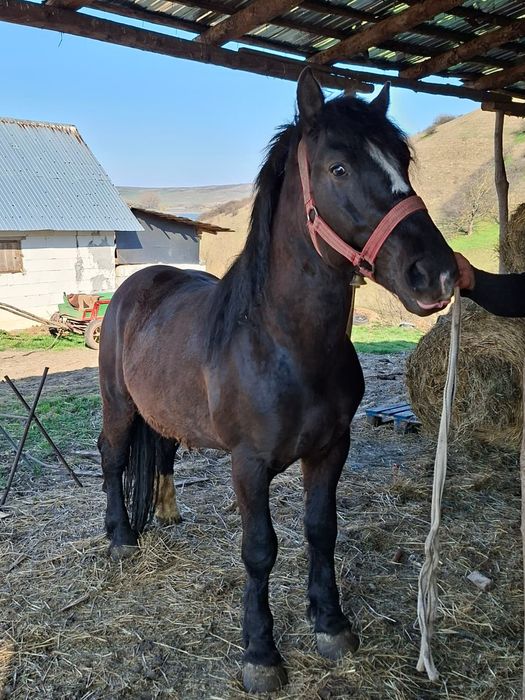 Vând armăsar de 4 ani