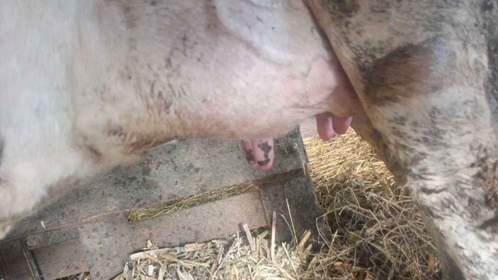 Vând doua vaci bune de lapte