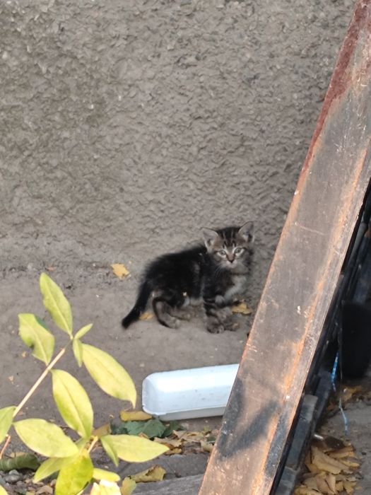 Котята бесплатно