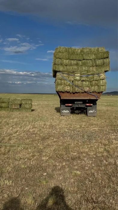 Продам тюковое сено ЗЕЛЁНЫЙ КЛЕВЕР