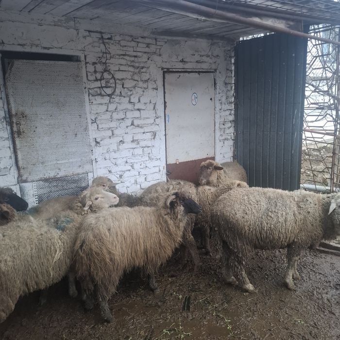 Vând 9 cârlani preț 17 lei kg