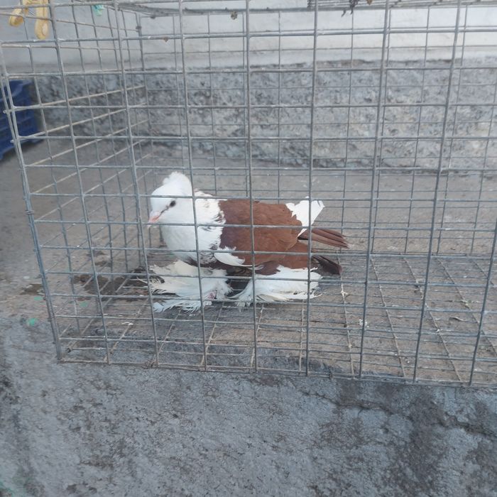 Боки самец лохманоги