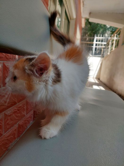 Котенок. Кошечка 1.5 мес