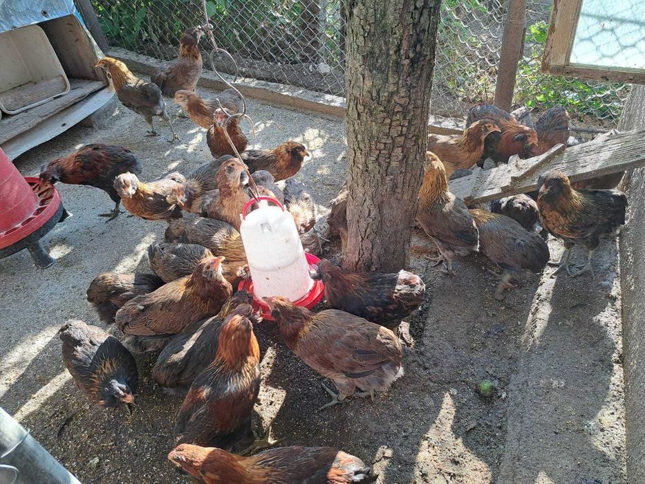 Gaini araucana de vânzare
