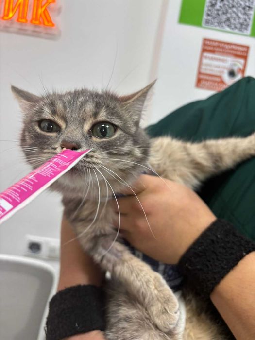 Нежная кошечка ищет дом