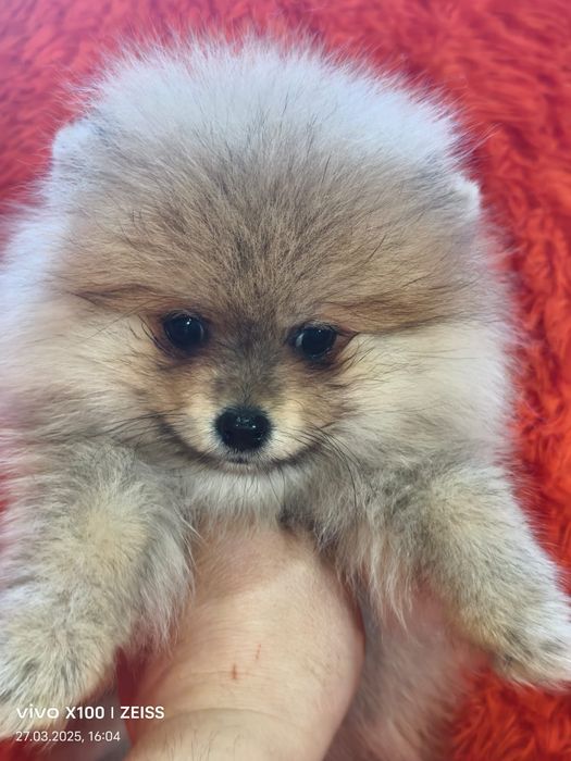 Очаровательные щенки шпица.