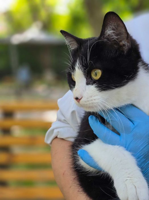 Ищет дом особенный мальчик — красавец Мурзик!