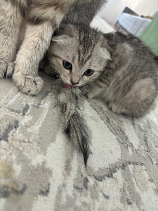 Кошки шотландские