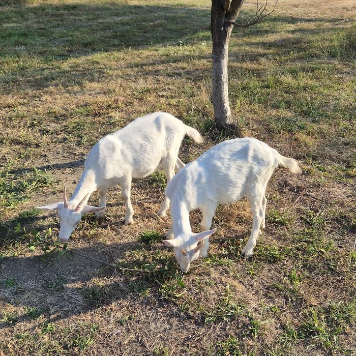 2 iedițe de vanzare