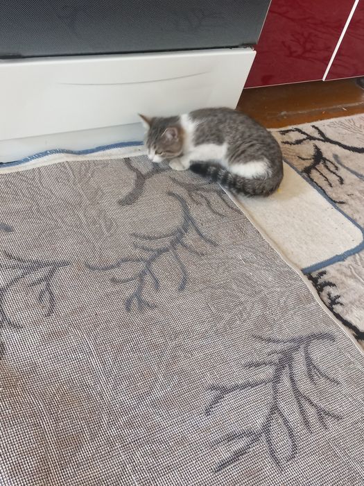 Mushukcha. Uy mushugi.