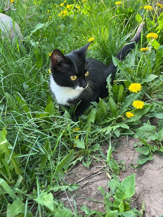 Котенок девочка 6 месяцев