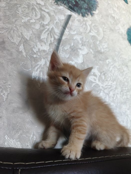 маленькие котята