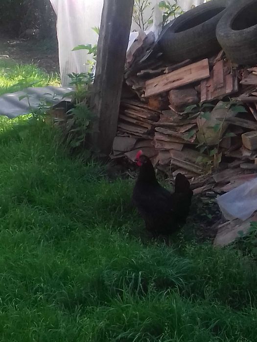 Vand 1 puică găină marans negru aramiu