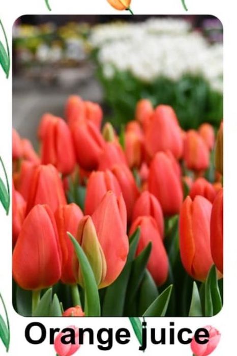 Тюльпаны (доставка на дом, предзаказ)