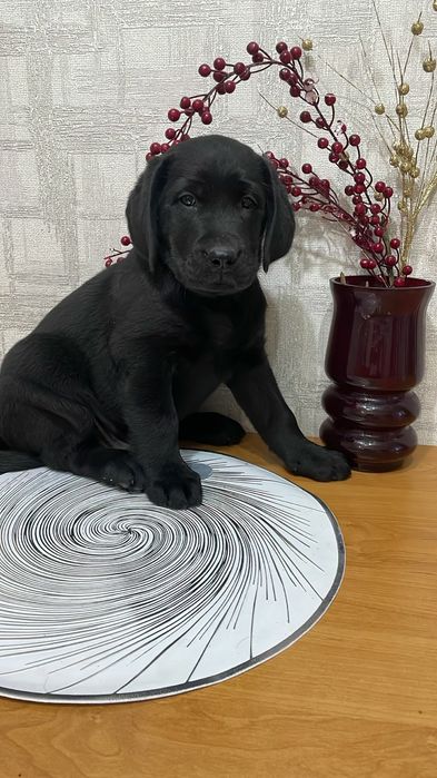 Щенки лабрадор-ретривера