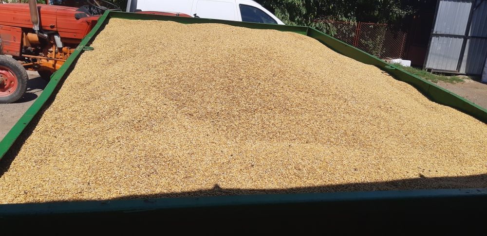 Vând ovăz de sămânță