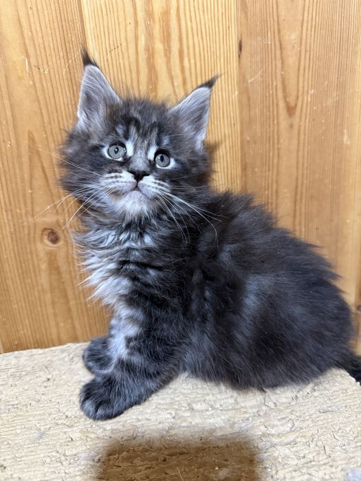 котята мейнкун из питомника