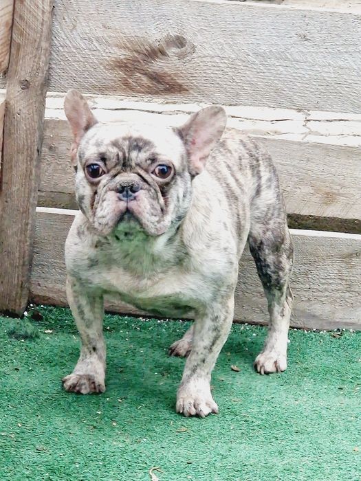 Mascul buldog francez merle