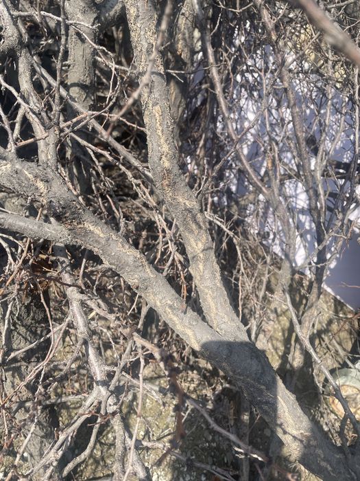 Бесплатно отдам дрова , дерево (урюк)