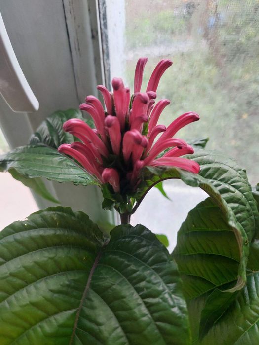 Комнатные цветы разные